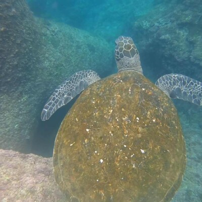 八丈島でシュノーケリング